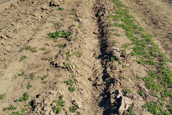 no-till
