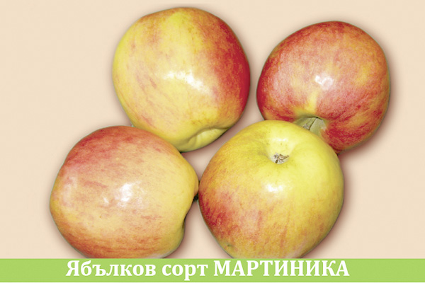 мартиника