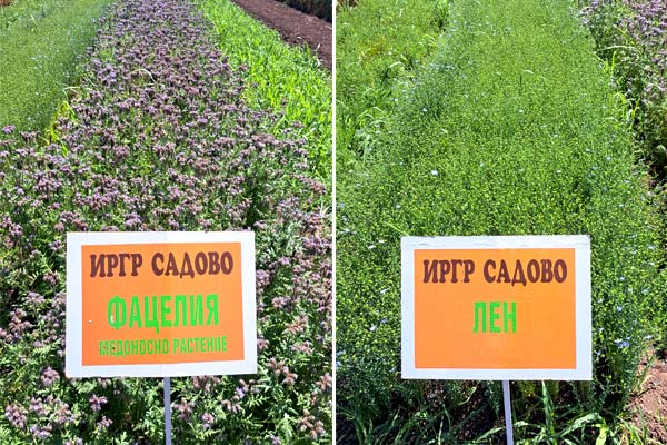 crops