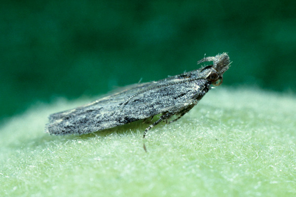 anarsia