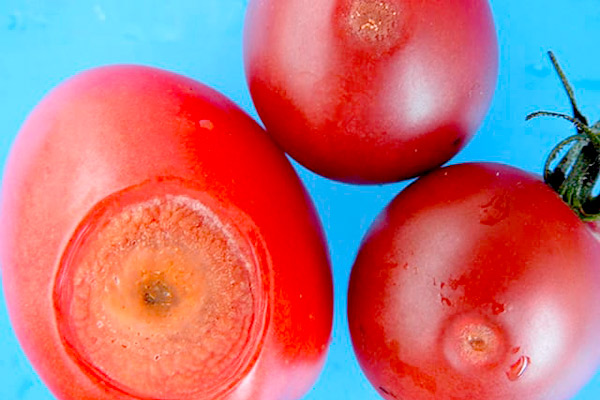 anthracnose