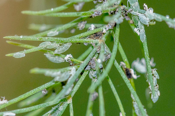 aphid