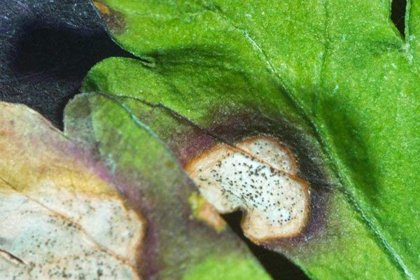 Бели листни петна (Septoria petroselini) при магданоз