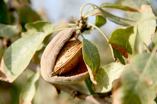 almonds