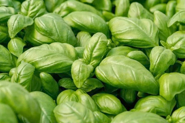basil