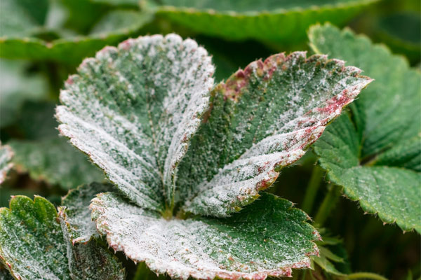 powdery mildew