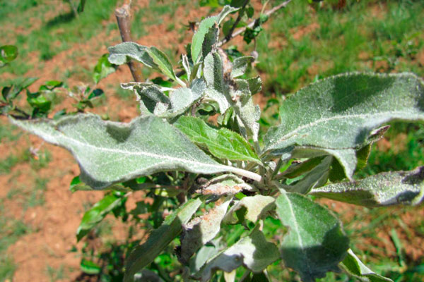 powdery mildew