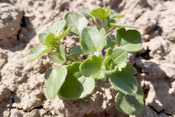 speedwell