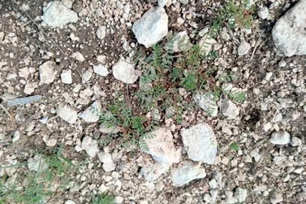 bitter vetch
