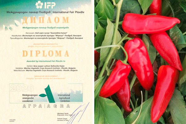 diploma