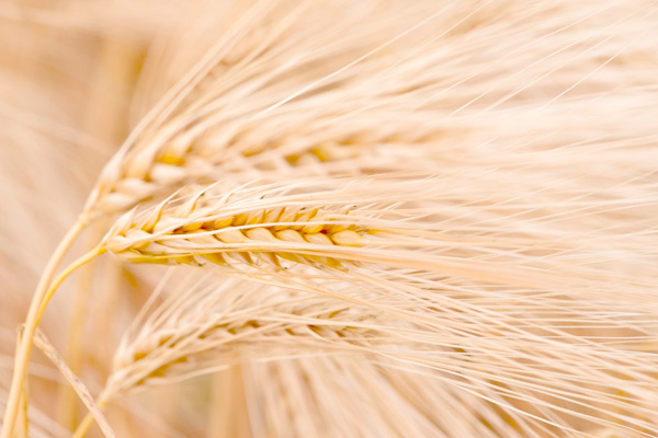 barley
