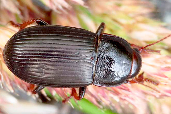 ground beetle