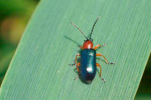leaf beetle