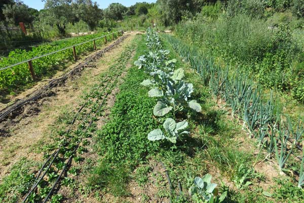 intercropping