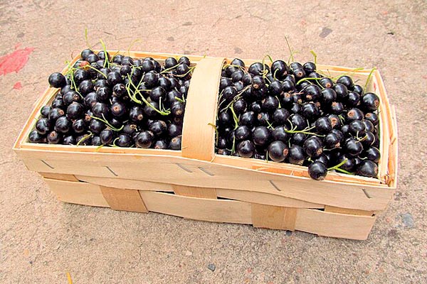 blackcurrant