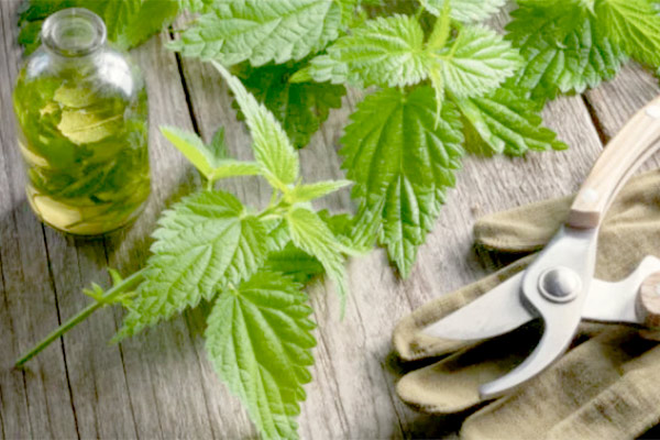 nettle