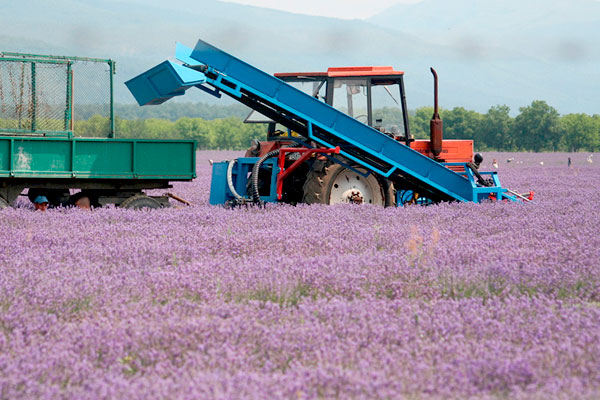 lavender