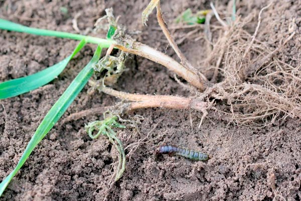 larva