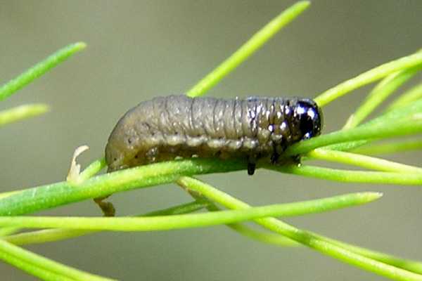 larva