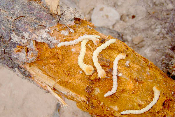 larvae