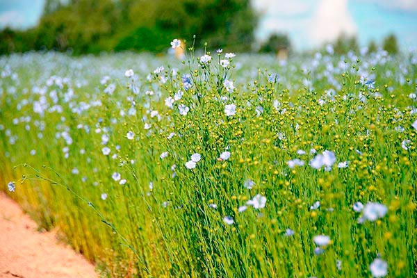 flax