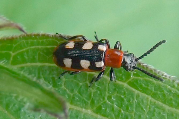 adult