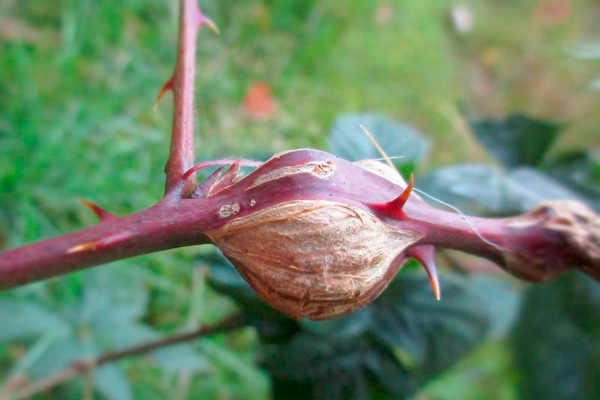 gall midge