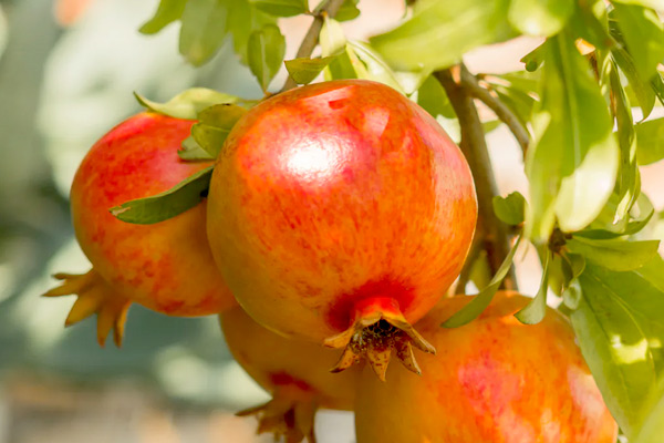 pomegranate