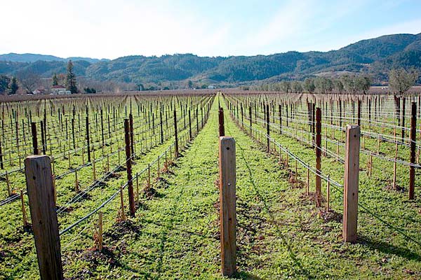 vines