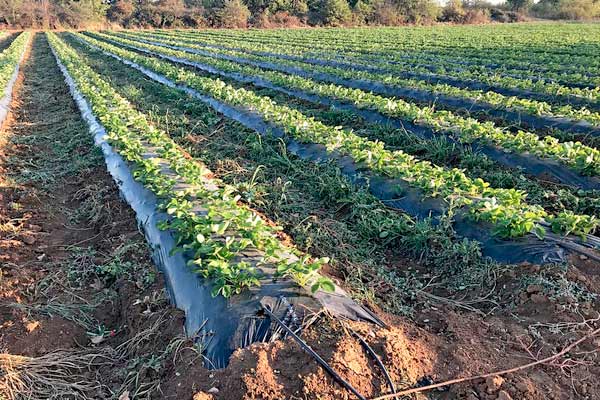 irrigation