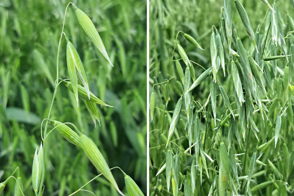 oats