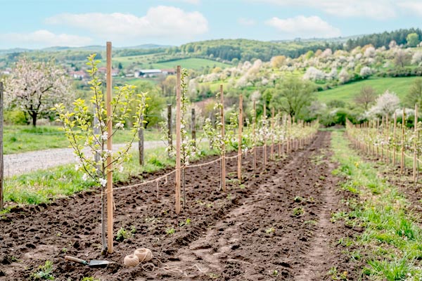 fruit trees