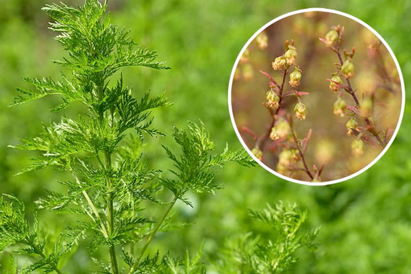 wormwood