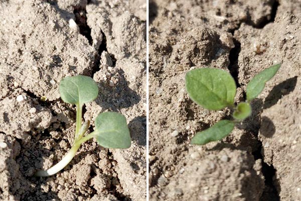 field bindweed