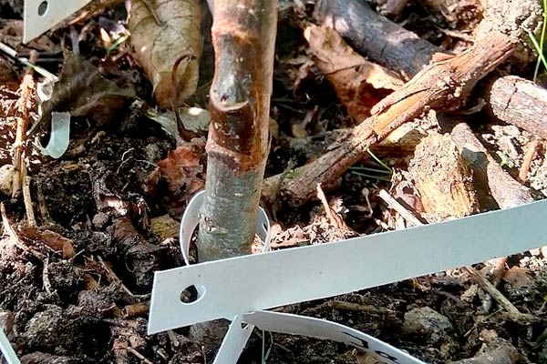 rootstock