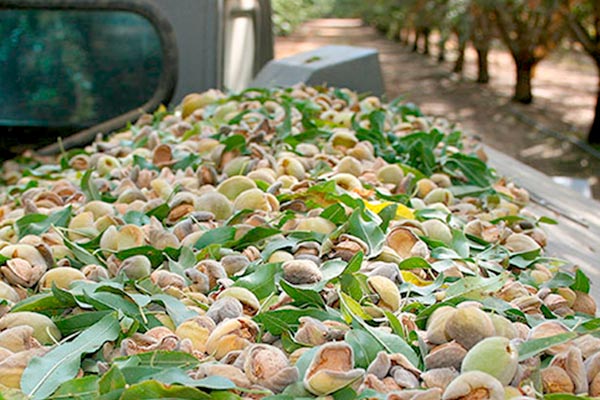 almond