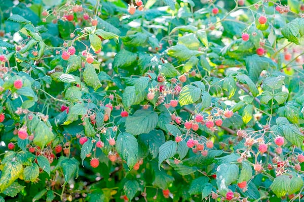 raspberries