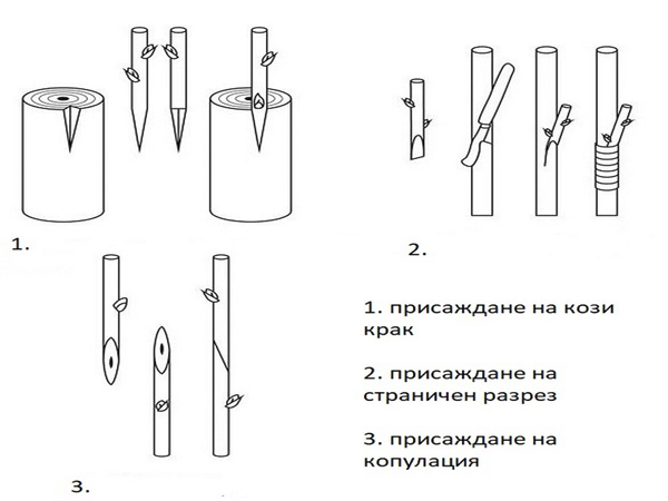 присаждане