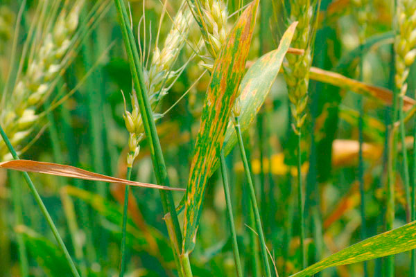 septoria