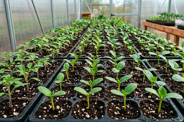 seedlings