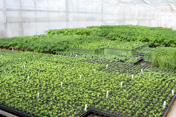 seedlings