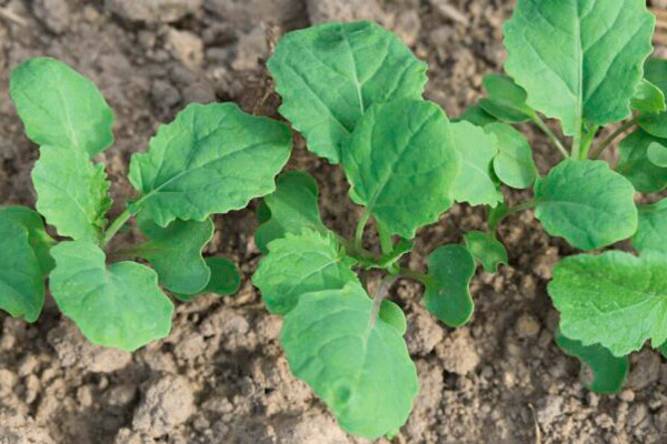rapeseed