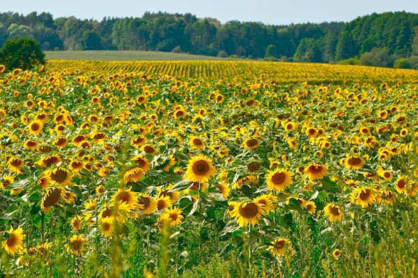 sunflower