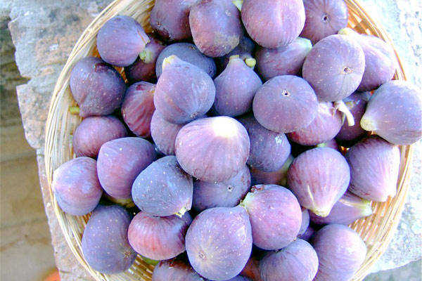 figs