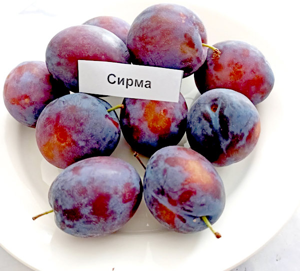 сирма