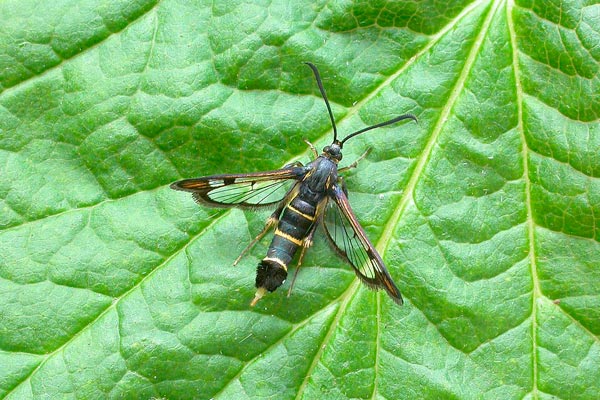 clearwing