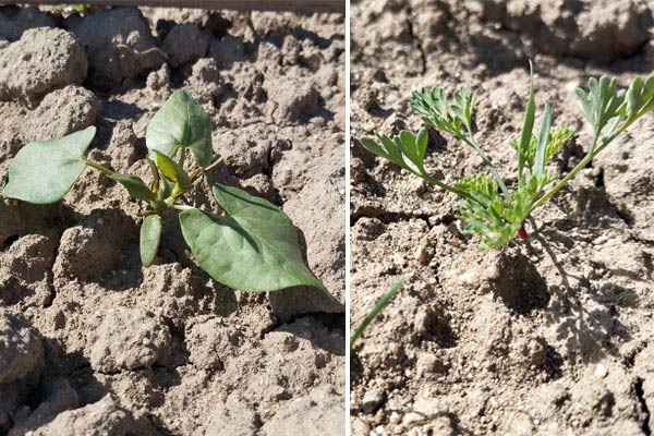 black bindweed