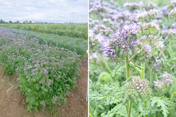 phacelia