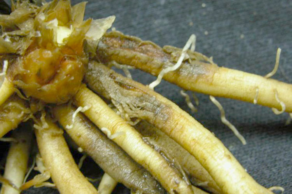 phytophthora