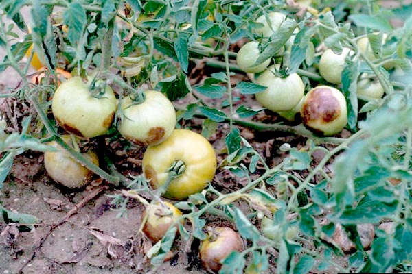 phytophthora